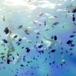 Full-Day Bora Bora Lagoon Cruise Including Snorkeling with Sharks and Stingrays - The Value of This Tour