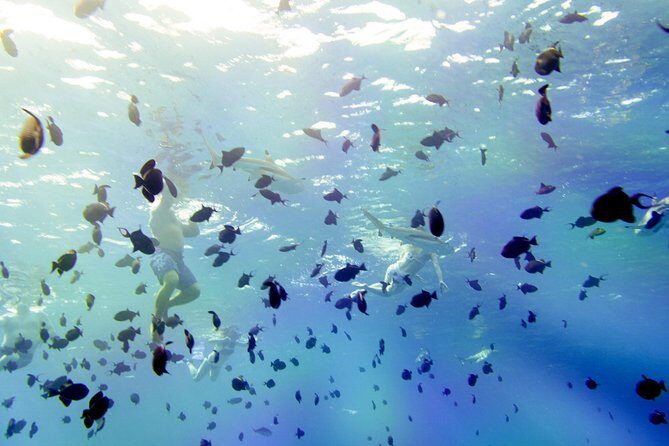 Full-Day Bora Bora Lagoon Cruise Including Snorkeling with Sharks and Stingrays - The Value of This Tour