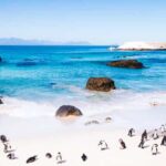 Full Day Cape Peninsula Tour - Itinerary Breakdown: What to Expect