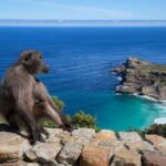 Full-Day Cape Peninsula Tour, Private Guide Penguins viewing - FAQ