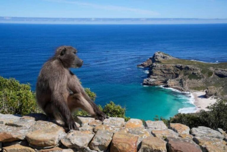 Full-Day Cape Peninsula Tour, Private Guide Penguins viewing - FAQ