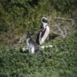 Full day Cape Penisula Tour: Chapman's Peak - Cape Point - What the Tour Includes and What to Consider
