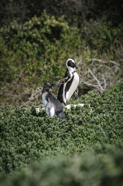 Full day Cape Penisula Tour: Chapman's Peak - Cape Point - What the Tour Includes and What to Consider