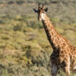 Full Day Cape Town Safari - Is It Worth the Price?