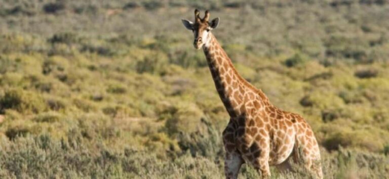 Full Day Cape Town Safari - Is It Worth the Price?