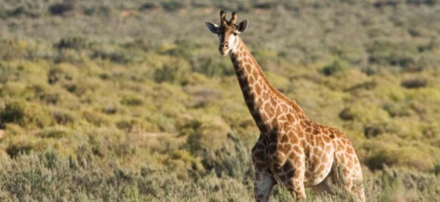 Full Day Cape Town Safari - Is It Worth the Price?
