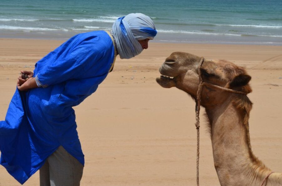 Full-Day Dromedary Ride in Essaouira - Key Points
