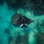 Full Day Eco Snorkeling & Traditional BBQ Lunch on a Motu - The Private Motu Lunch Experience