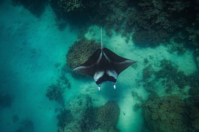 Full Day Eco Snorkeling & Traditional BBQ Lunch on a Motu - The Private Motu Lunch Experience