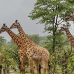 Full Day Hluhluwe Imfolozi Game Reserve Tour from Durban - Wildlife Encounters and Scenic Highlights