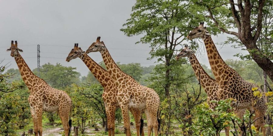 Full Day Hluhluwe Imfolozi Game Reserve Tour from Durban - Wildlife Encounters and Scenic Highlights