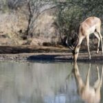 Full Day Hluhluwe-Umfolozi Park Safari Tour from Durban - An In-Depth Look at the Hluhluwe-Umfolozi Safari Experience