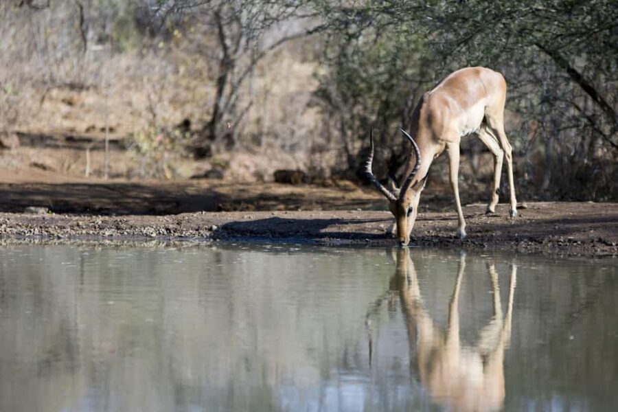 Full Day Hluhluwe-Umfolozi Park Safari Tour from Durban - An In-Depth Look at the Hluhluwe-Umfolozi Safari Experience