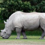 Full Day Isimangaliso Wetlands Park Tour from Durban - An Authentic Full-Day Safari from Durban