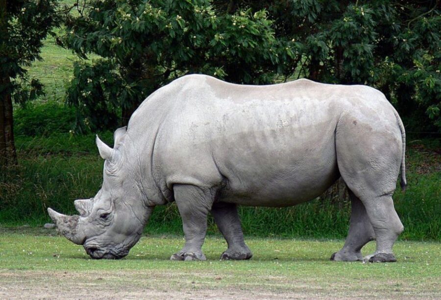 Full Day Isimangaliso Wetlands Park Tour from Durban - An Authentic Full-Day Safari from Durban