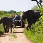 Full-Day Kruger National Park Safari from Maputo - Practical Tips for Your Safari