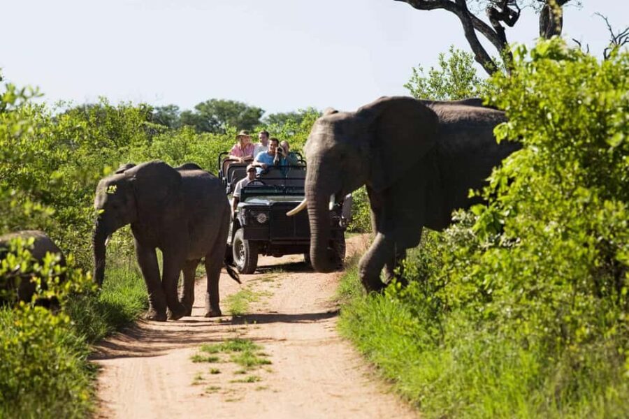 Full-Day Kruger National Park Safari from Maputo - Practical Tips for Your Safari