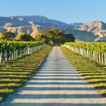 Full-Day Marlborough Wine Tour Including Wine Tasting - In-Depth Itinerary Breakdown