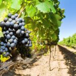 Full Day Martinborough Wine Tour - Authentic Experiences and Genuine Value
