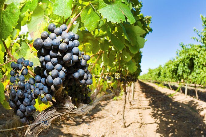 Full Day Martinborough Wine Tour - Authentic Experiences and Genuine Value