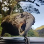 Full-Day Milford Sound Tour with Cruise and Walks from Te Anau - Who Will Love This Tour?