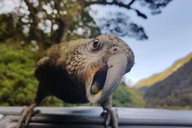Full-Day Milford Sound Tour with Cruise and Walks from Te Anau - Who Will Love This Tour?