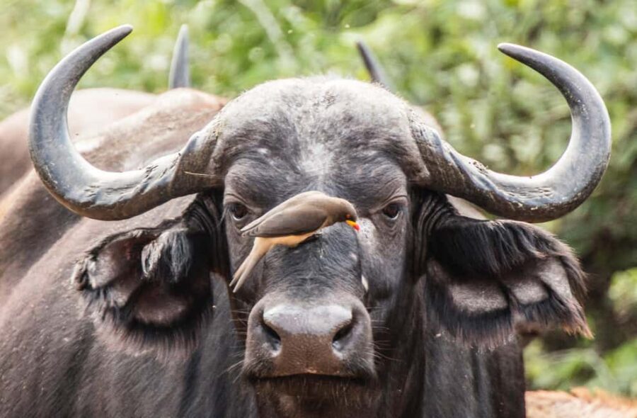 Full Day Moremi Safari Experience from Maun - The Practical Details