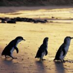 Full-Day Private Australian Wildlife Tour of Phillip Island - An In-Depth Look at the Itinerary