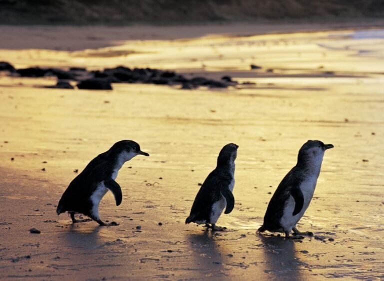 Full-Day Private Australian Wildlife Tour of Phillip Island - An In-Depth Look at the Itinerary