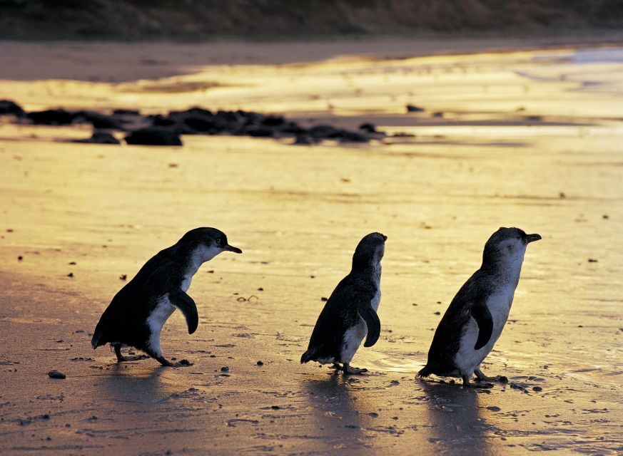 Full-Day Private Australian Wildlife Tour of Phillip Island - An In-Depth Look at the Itinerary
