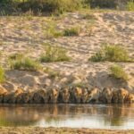 Full-Day Private Big 5 Safari in Kruger National Park - Pricing and Value