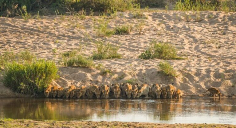 Full-Day Private Big 5 Safari in Kruger National Park - Pricing and Value