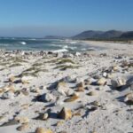 Full Day Private Cape Peninsula and Boulders Beach Tour - What Travelers Can Expect