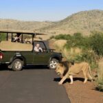 Full Day Private Kruger Safari from Hoedspruit - The Value of an Experienced Guide
