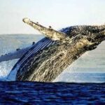 Full Day Private Whale Watching, Penguin, & Cage Diving Tour - Exploring the Itinerary in Detail