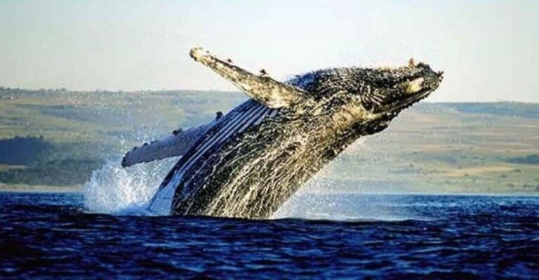 Full Day Private Whale Watching, Penguin, & Cage Diving Tour - Exploring the Itinerary in Detail
