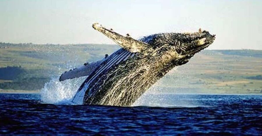 Full Day Private Whale Watching, Penguin, & Cage Diving Tour - Exploring the Itinerary in Detail