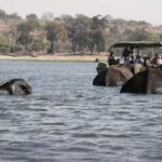 Full Day Safari Adventure in Chobe From Victoria Falls - The Value of This Tour