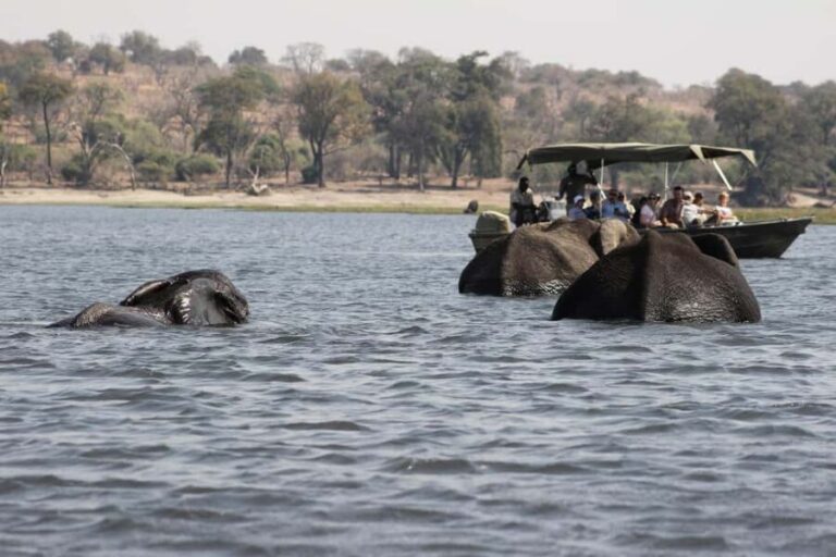 Full Day Safari Adventure in Chobe From Victoria Falls - The Value of This Tour