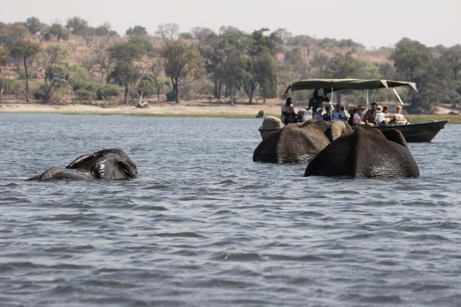 Full Day Safari Adventure in Chobe From Victoria Falls - The Value of This Tour