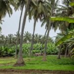 Full-Day Salalah City Tour - What’s Included and Not Included