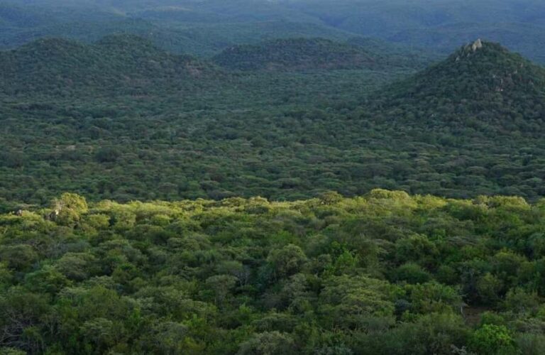 Full Day Trip to Pugu Forest from Dar es Salaam - Exploring Pugu Forest: Trails, Wildlife, and Natural Springs