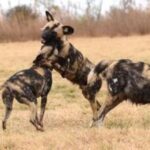 Game Drive (min. 2 pax) - The Itinerary Breakdown: What to Expect