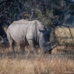 Game Drive plus White Rhino short walk - Practical Details and Value