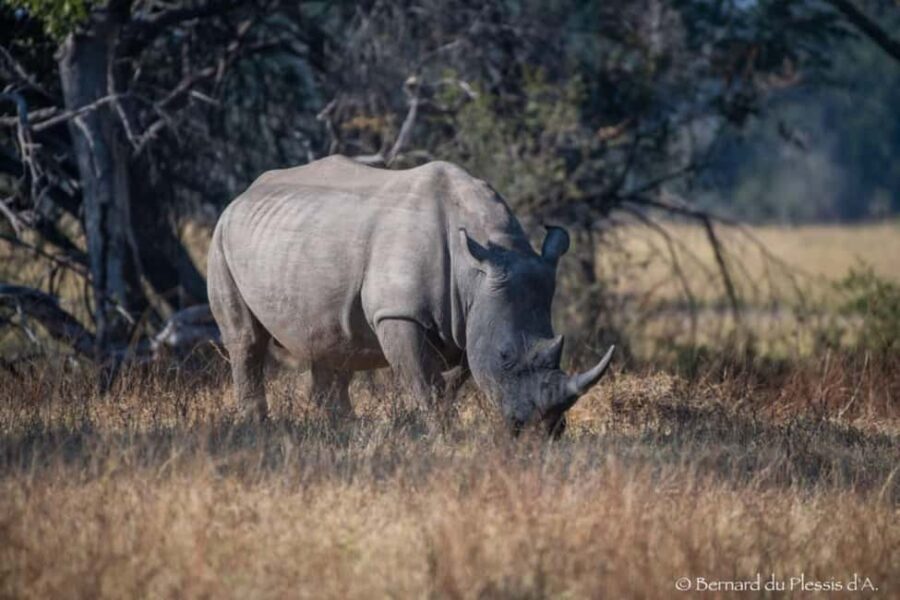Game Drive plus White Rhino short walk - Practical Details and Value