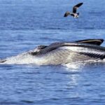 Gansbaai and Big 5 Sea Safari Full-Day Tour from Cape Town - What Real Travelers Say