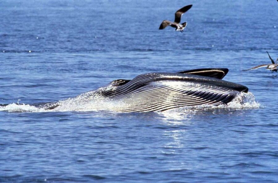 Gansbaai and Big 5 Sea Safari Full-Day Tour from Cape Town - What Real Travelers Say