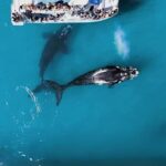 Gansbaai: Marine Big 5 Boat tour - Final Thoughts