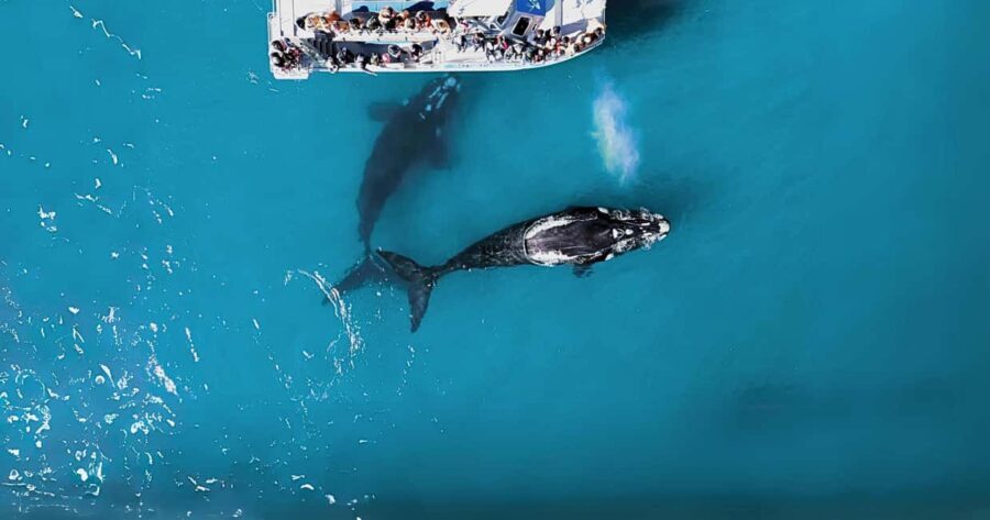 Gansbaai: Marine Big 5 Boat tour - Final Thoughts