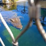 GANSBAAI: Shark and Crocodile Diving Combo - Who Will Love This Tour?